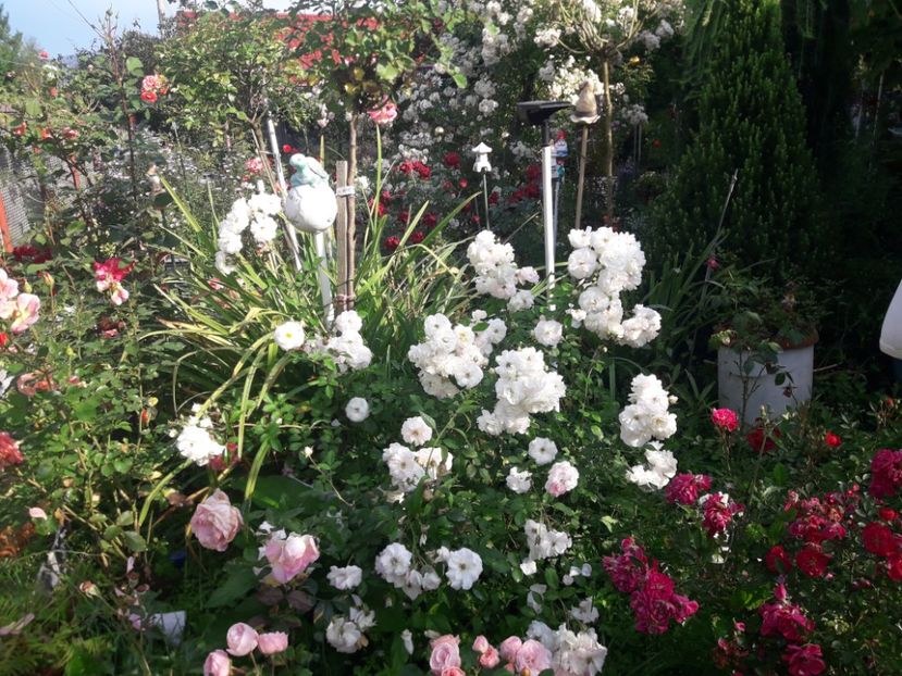  - PARTEA SAPTEA- TOAMNA-