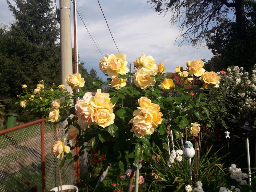  - PARTEA SAPTEA- TOAMNA-