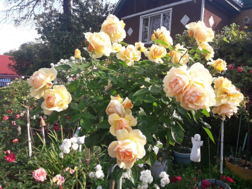  - PARTEA SAPTEA- TOAMNA-