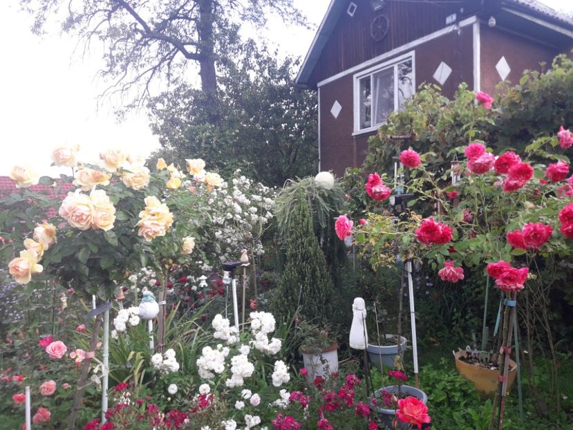  - PARTEA SAPTEA- TOAMNA-