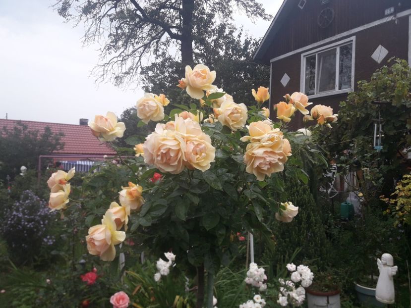  - PARTEA SAPTEA- TOAMNA-