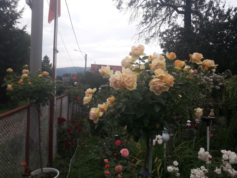  - PARTEA SAPTEA- TOAMNA-