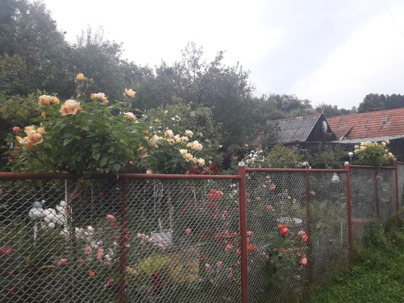  - PARTEA SAPTEA- TOAMNA-