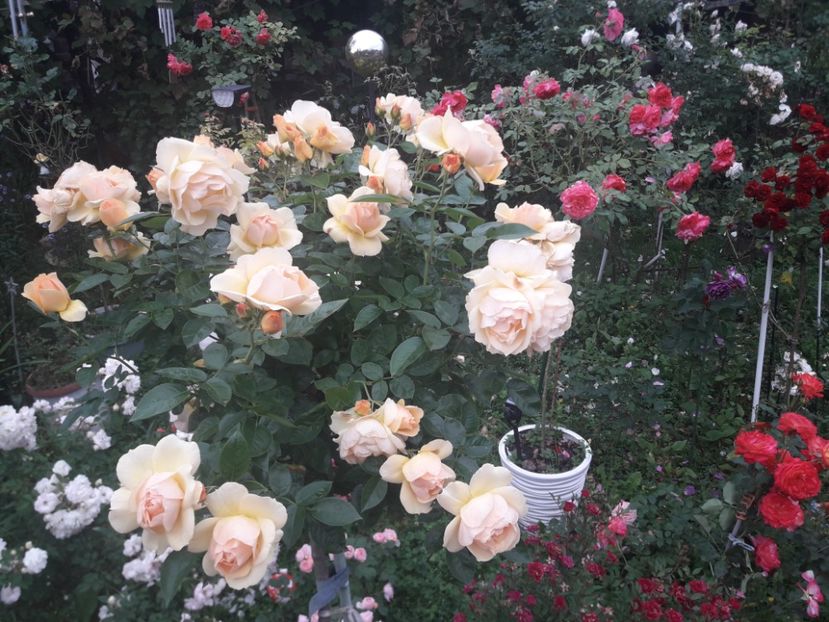  - PARTEA SAPTEA- TOAMNA-