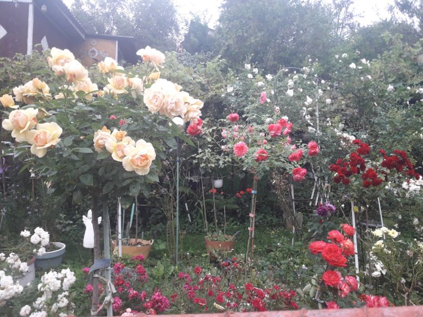  - PARTEA SAPTEA- TOAMNA-