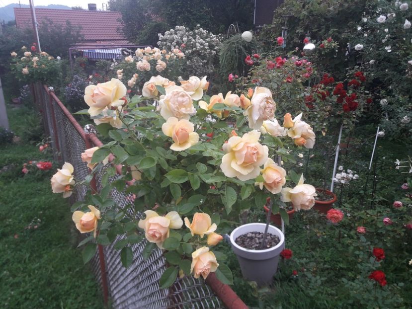  - PARTEA SAPTEA- TOAMNA-