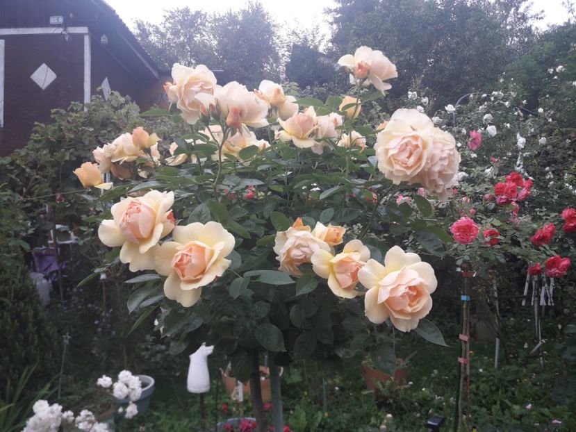  - PARTEA SAPTEA- TOAMNA-