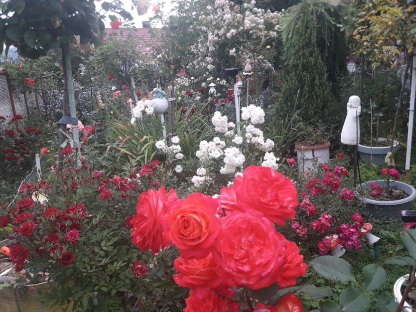  - PARTEA SAPTEA- TOAMNA-