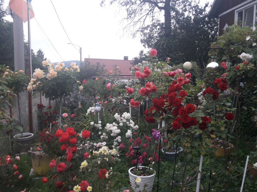  - PARTEA SAPTEA- TOAMNA-