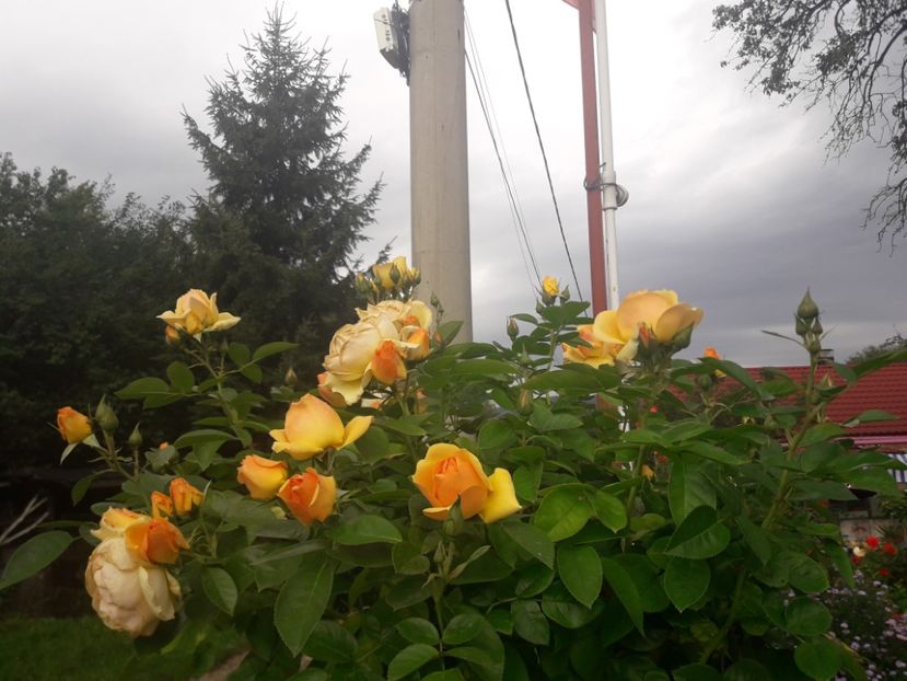  - PARTEA SAPTEA- TOAMNA-