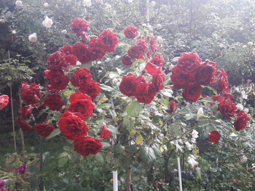  - PARTEA SAPTEA- TOAMNA-