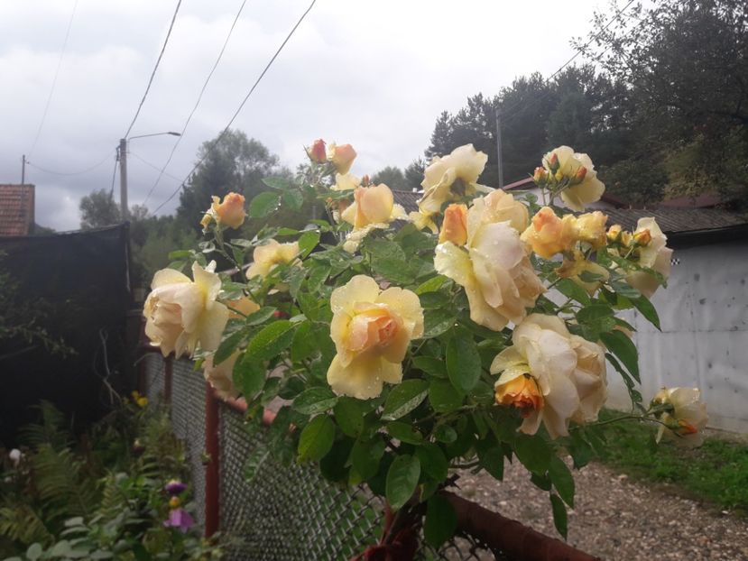  - PARTEA SAPTEA- TOAMNA-