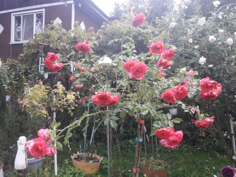  - PARTEA SAPTEA- TOAMNA-