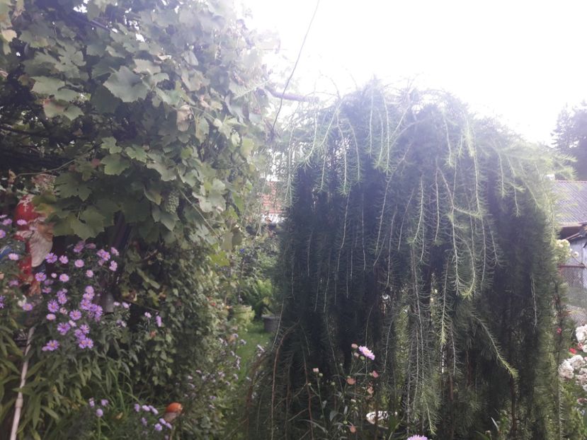  - PARTEA SAPTEA- TOAMNA-