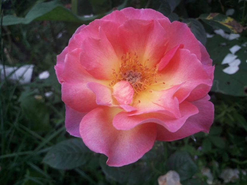  - PARTEA SAPTEA- TOAMNA-