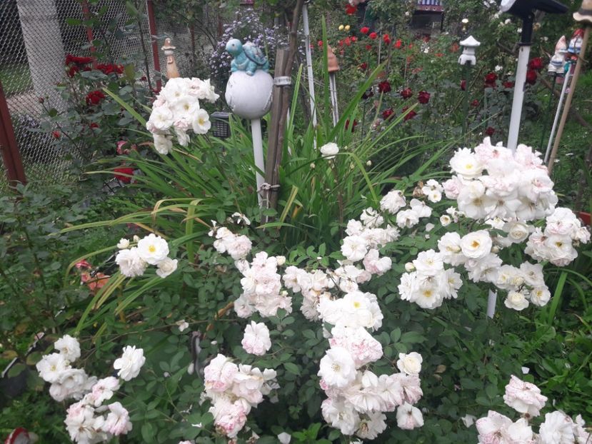  - PARTEA SAPTEA- TOAMNA-