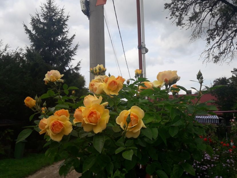  - PARTEA SAPTEA- TOAMNA-