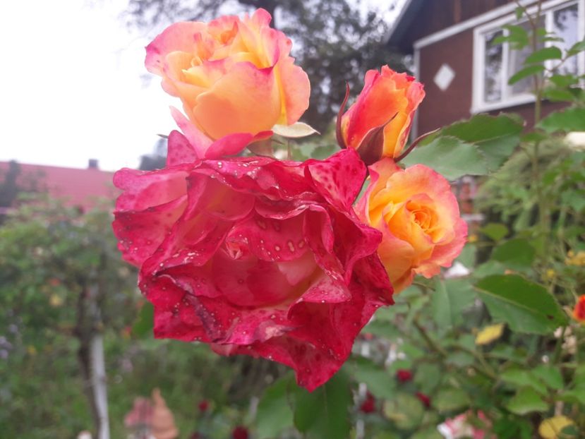  - PARTEA SAPTEA- TOAMNA-