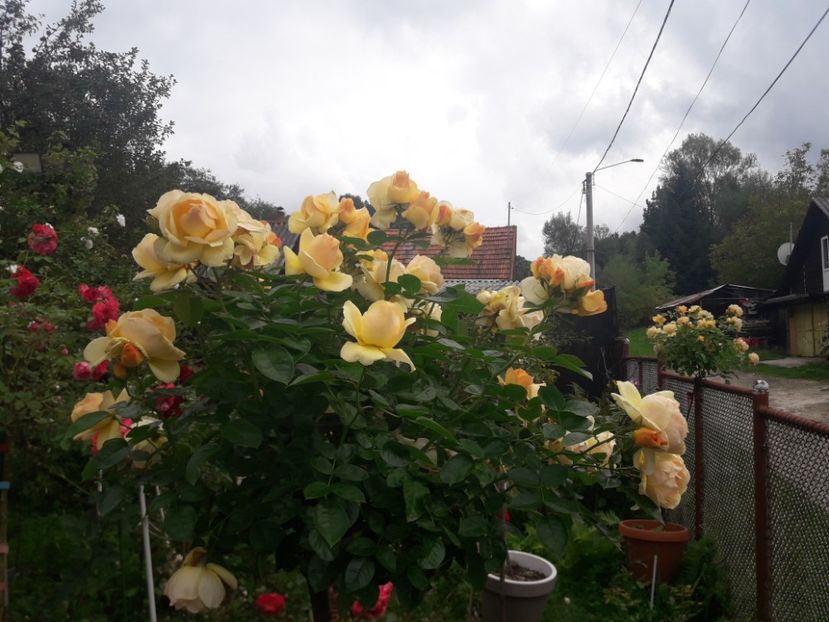  - PARTEA SAPTEA- TOAMNA-