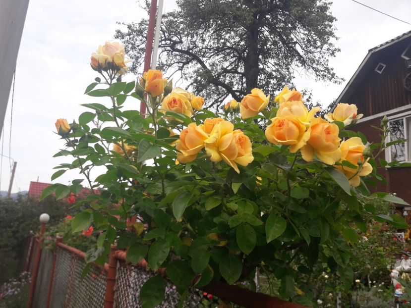  - PARTEA SAPTEA- TOAMNA-