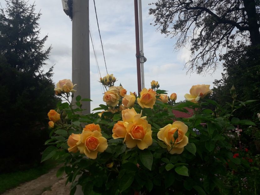  - PARTEA SAPTEA- TOAMNA-