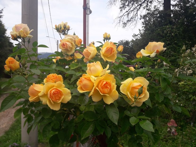  - PARTEA SAPTEA- TOAMNA-