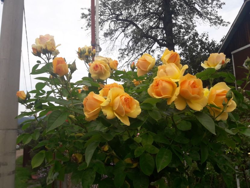  - PARTEA SAPTEA- TOAMNA-