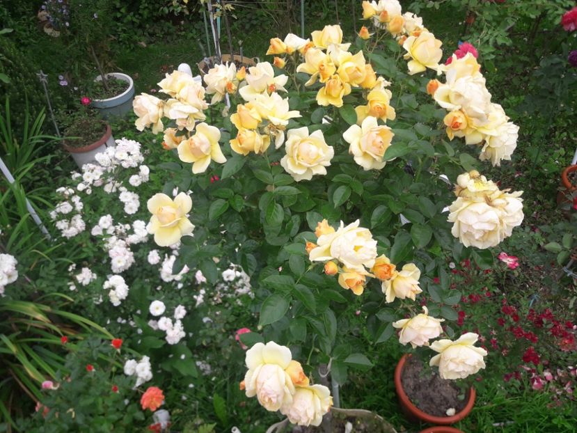  - PARTEA SAPTEA- TOAMNA-