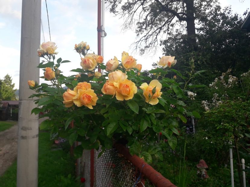  - PARTEA SAPTEA- TOAMNA-