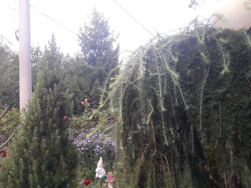  - PARTEA SAPTEA- TOAMNA-