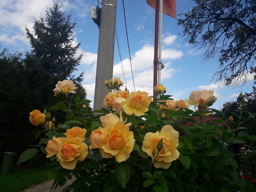  - PARTEA SAPTEA- TOAMNA-