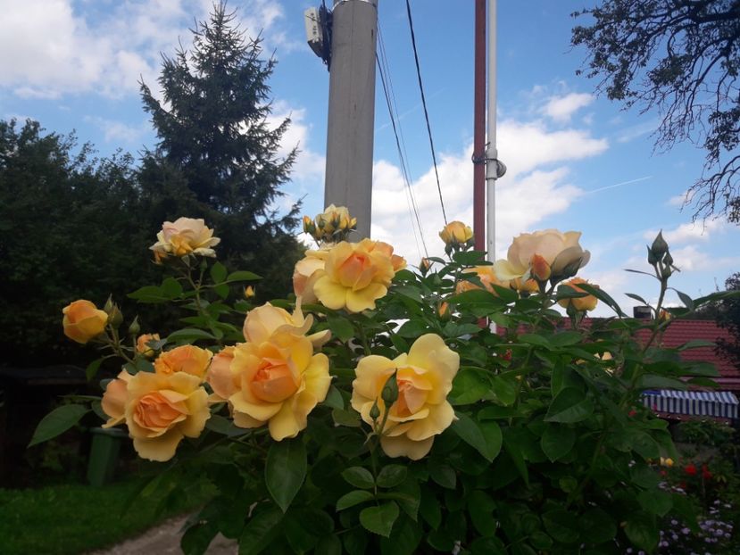  - PARTEA SAPTEA- TOAMNA-