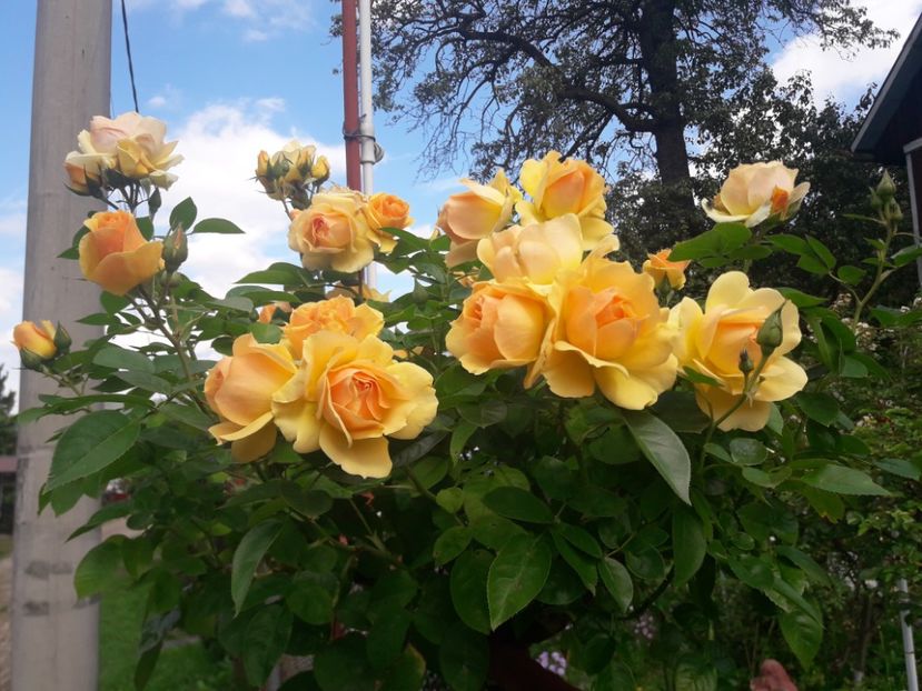  - PARTEA SAPTEA- TOAMNA-