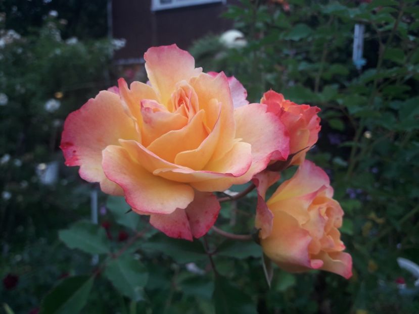  - PARTEA SAPTEA- TOAMNA-