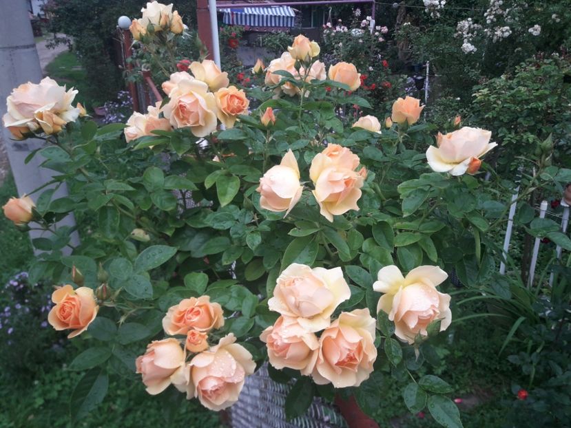  - PARTEA SAPTEA- TOAMNA-