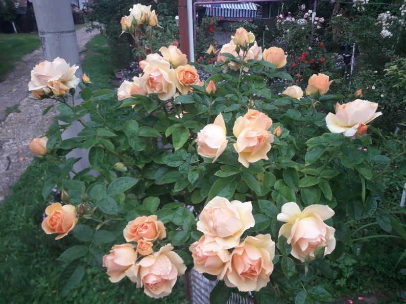  - PARTEA SAPTEA- TOAMNA-