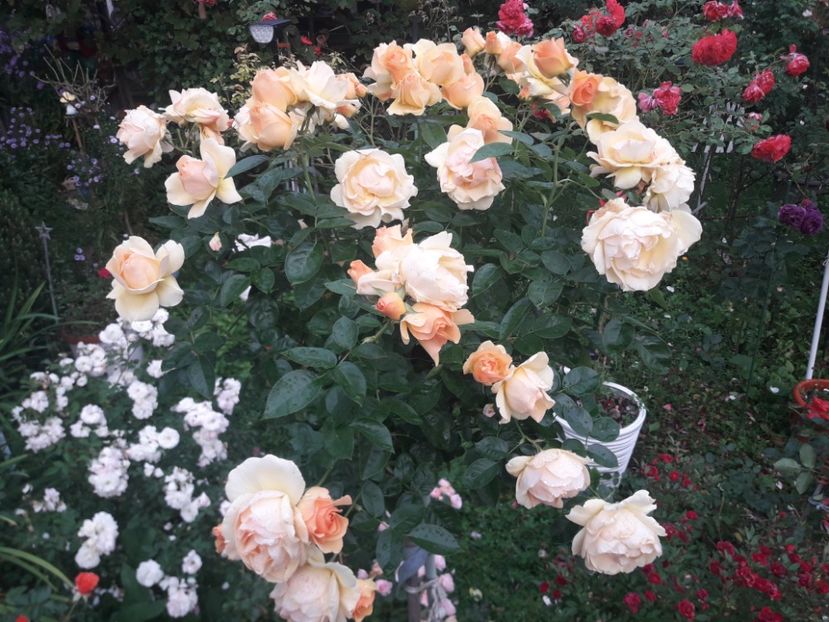  - PARTEA SAPTEA- TOAMNA-