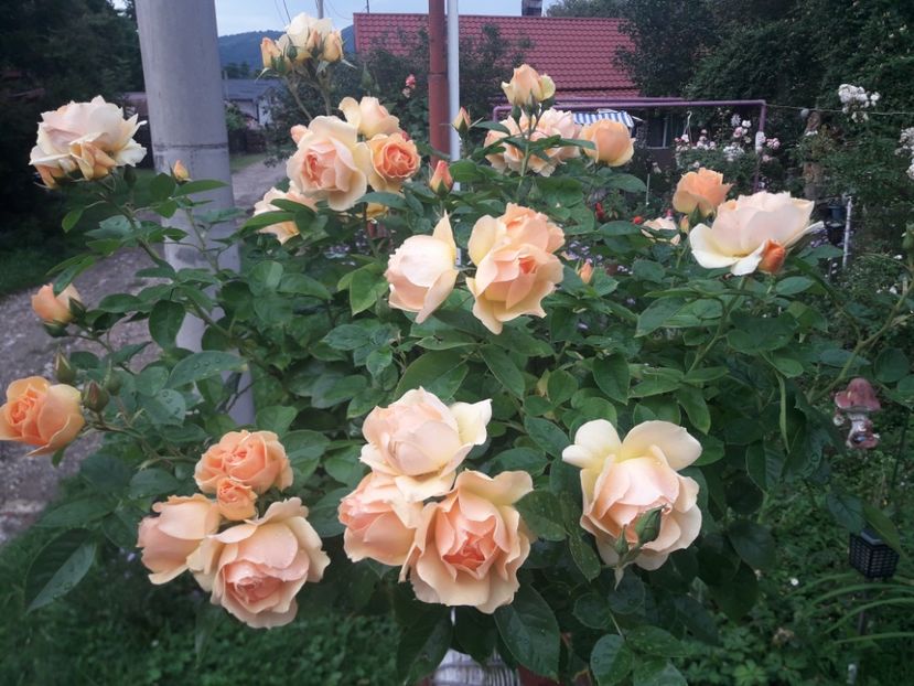  - PARTEA SAPTEA- TOAMNA-