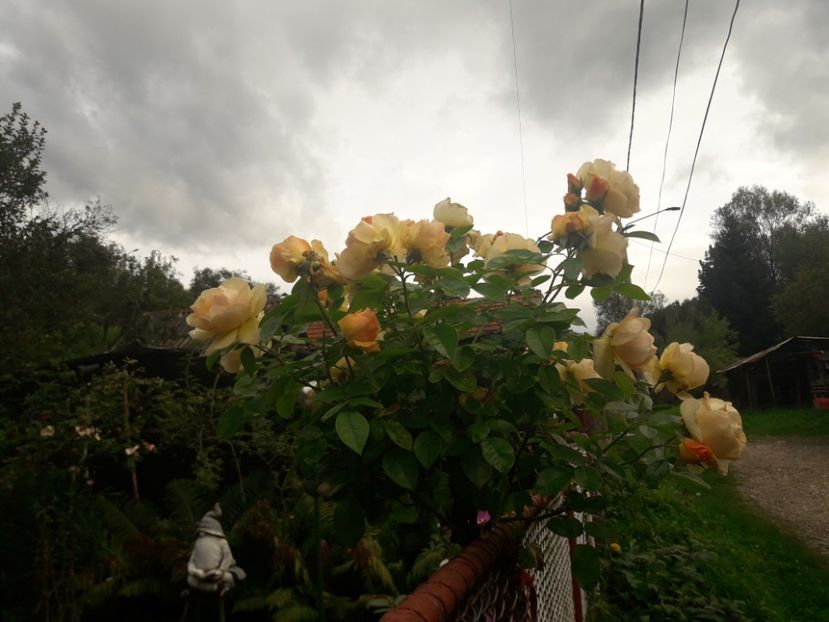  - PARTEA SAPTEA- TOAMNA-