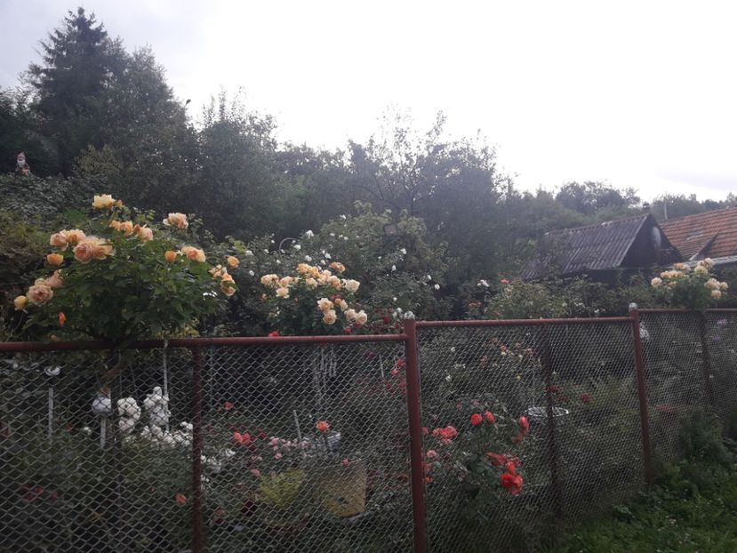  - PARTEA SAPTEA- TOAMNA-