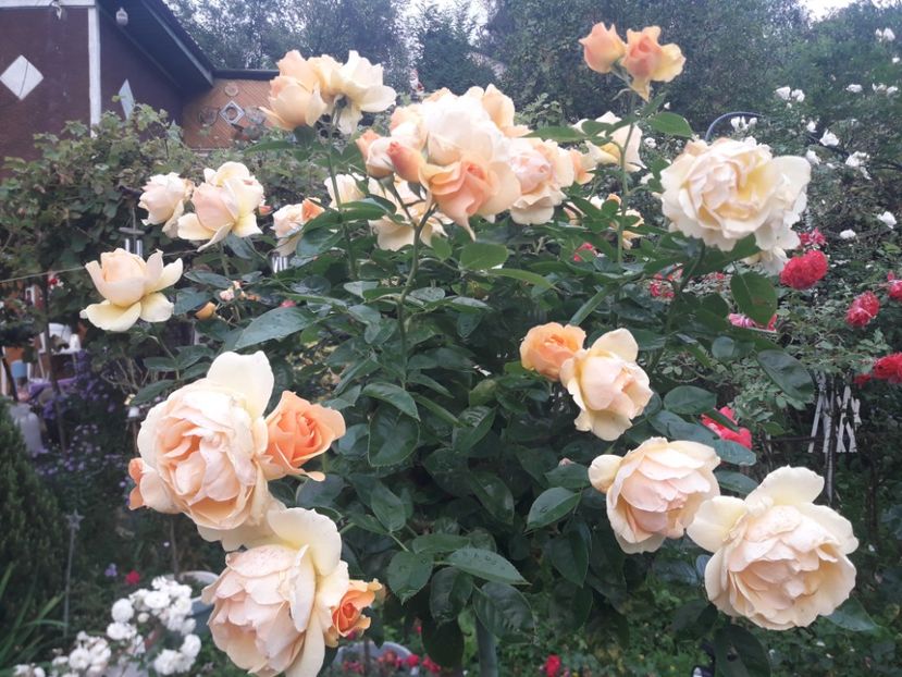  - PARTEA SAPTEA- TOAMNA-