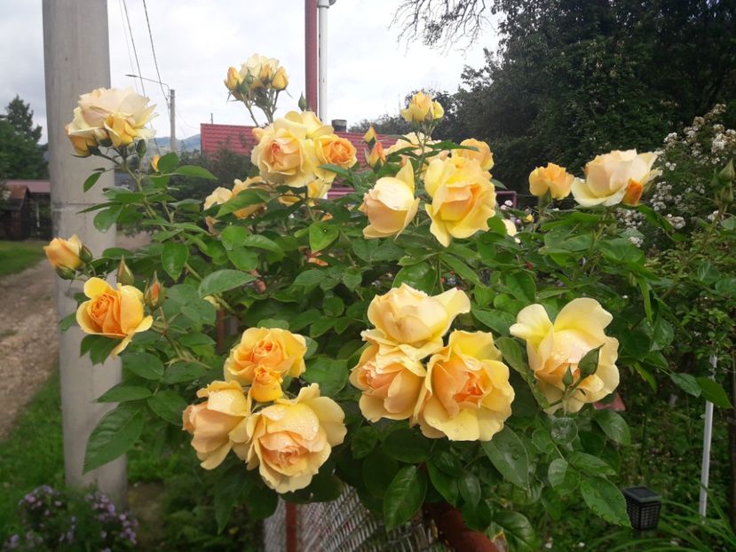  - PARTEA SAPTEA- TOAMNA-