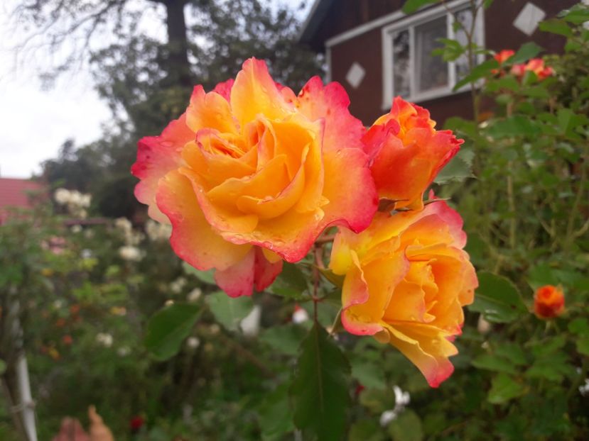  - PARTEA SAPTEA- TOAMNA-