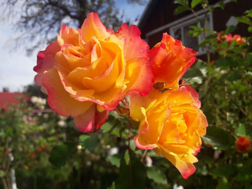  - PARTEA SAPTEA- TOAMNA-