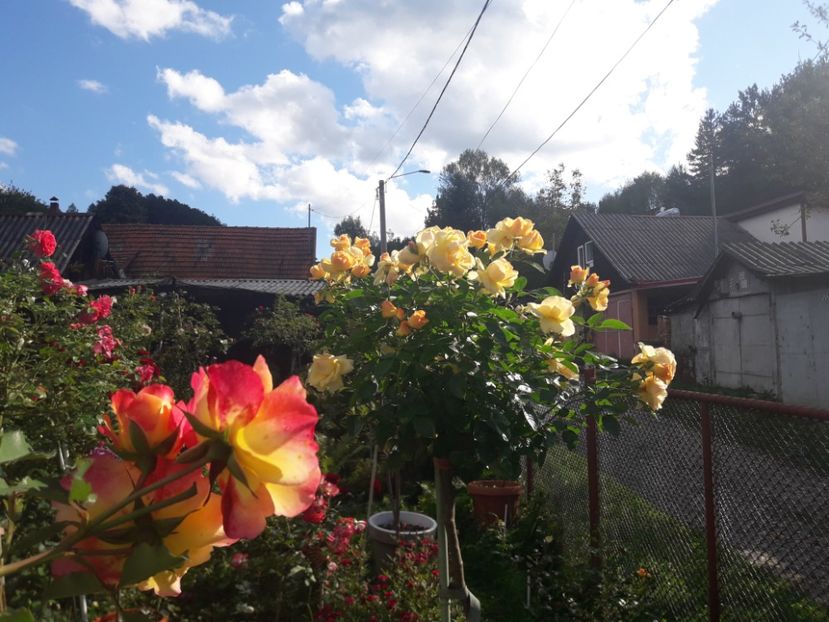  - PARTEA SAPTEA- TOAMNA-