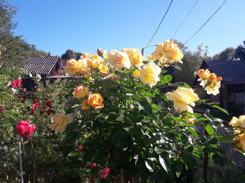  - PARTEA SAPTEA- TOAMNA-