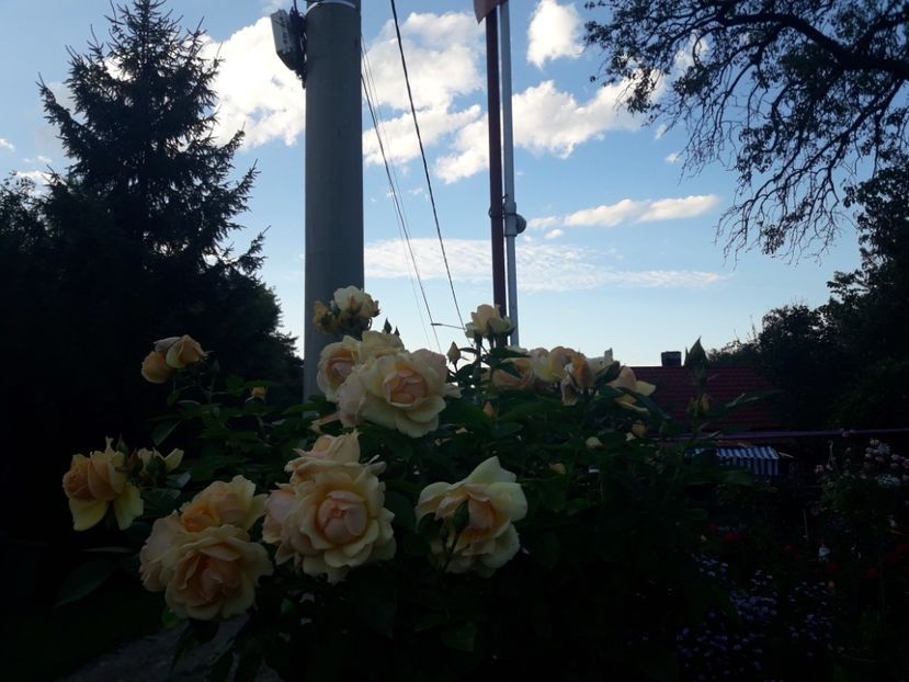  - PARTEA SAPTEA- TOAMNA-