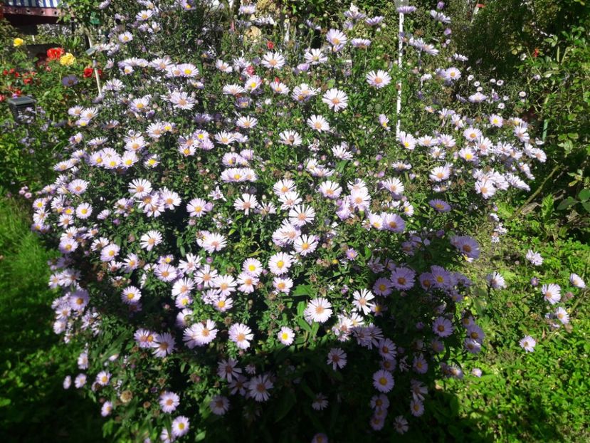  - PARTEA SAPTEA- TOAMNA-