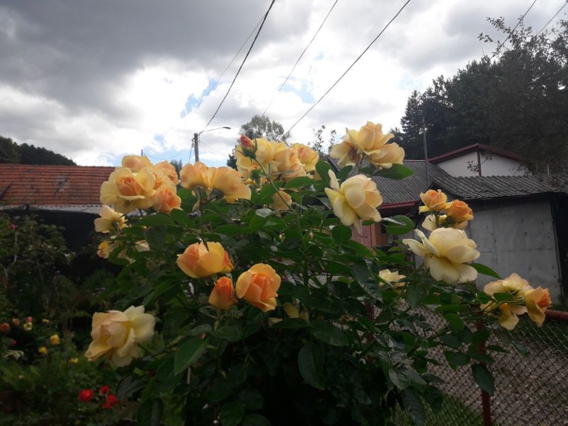  - PARTEA SAPTEA- TOAMNA-