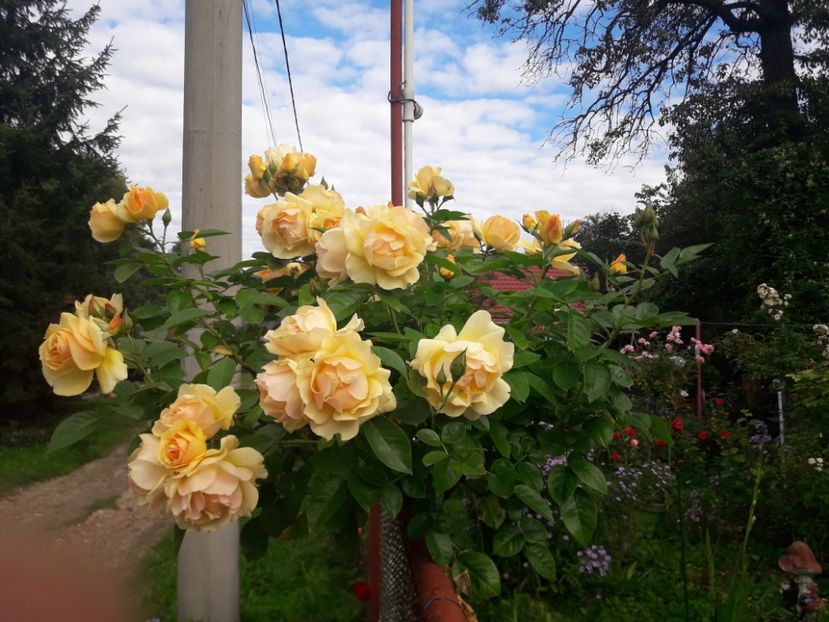  - PARTEA SAPTEA- TOAMNA-